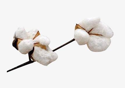 精梳棉是什么<a href=http://m.5ball.cn/ target='_blank'>面料</a>？精梳棉有什么優(yōu)缺點(diǎn)