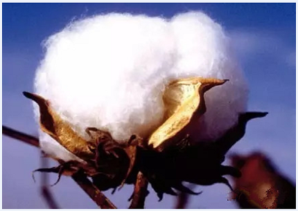 面料支數代表什么意思？40s跟60s的哪個好